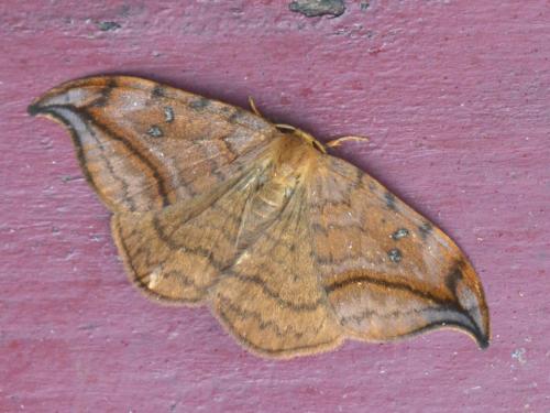 Drepana curvatula